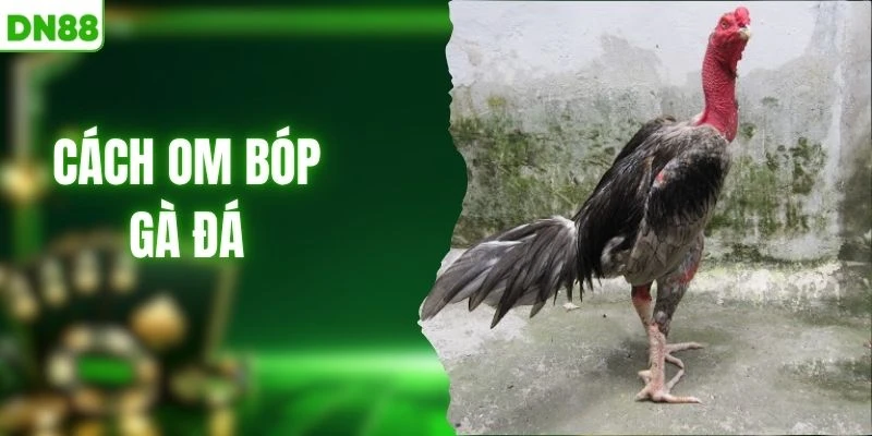 Cách Om Bóp Gà Đá Giúp Tăng Thêm Thể Lực Cho Chiến Kê