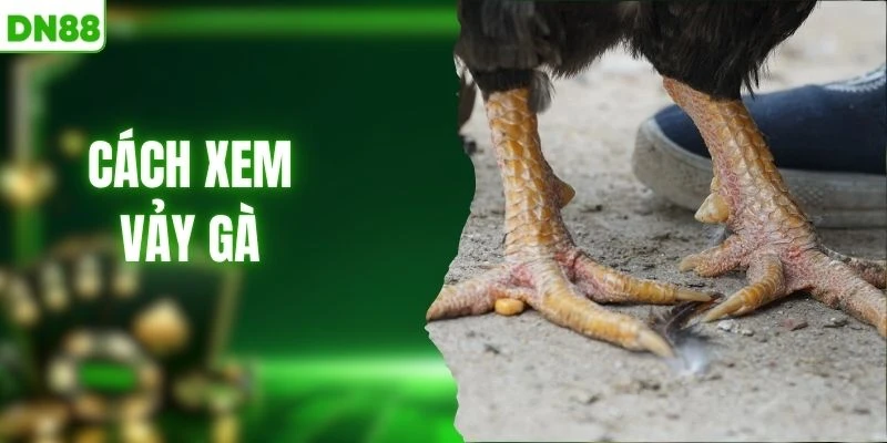 Cách Xem Vảy Gà - Kinh Nghiệm Lựa Chọn Chiến Kê Mạnh