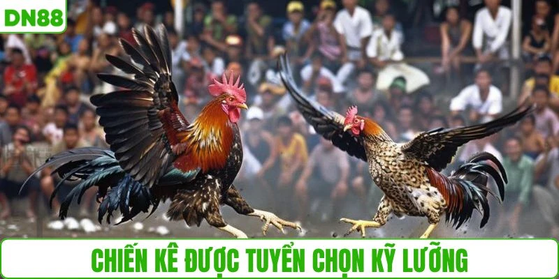 Chiến kê được tuyển chọn kỹ lưỡng