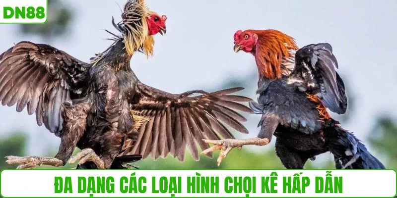 Đa dạng các loại hình chọi kê kịch tính
