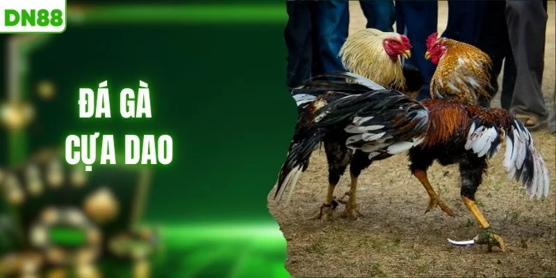 Đá Gà Cựa Dao - Siêu Phẩm Săn Thưởng Hấp Dẫn, Thắng Lớn