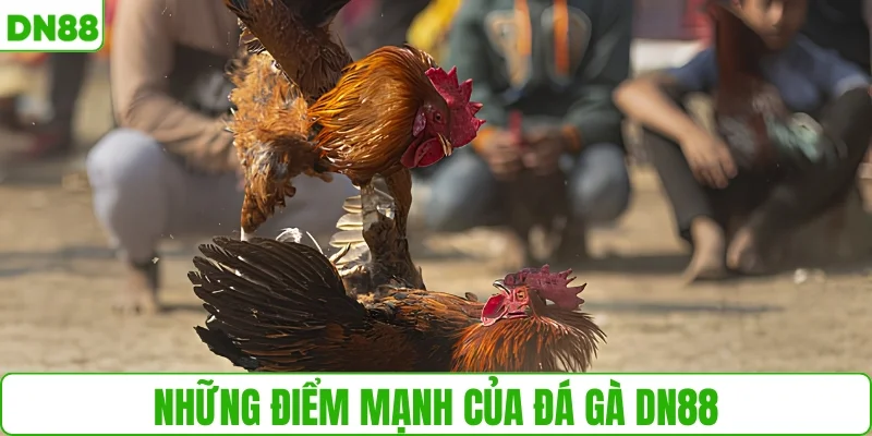 Đá gà DN88 có những điểm mạnh nào?