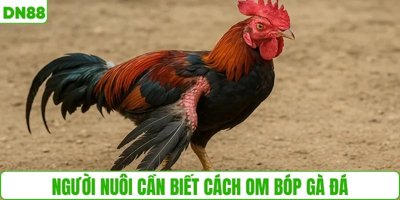 Người nuôi cần biết cách om bóp gà đá