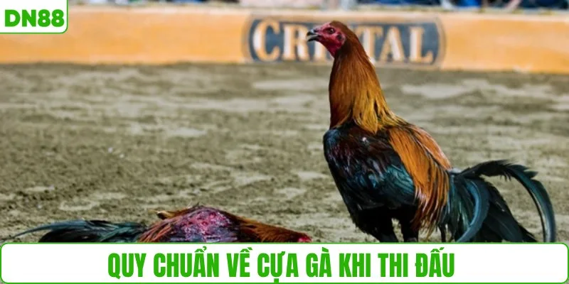 Quy chuẩn về cựa gà khi thi đấu