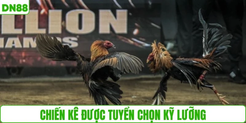 Sân chơi hội tụ dàn chiến kê được chọn kỹ càng