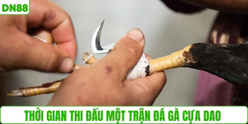 Thời gian thi đấu một trận đá gà cựa dao