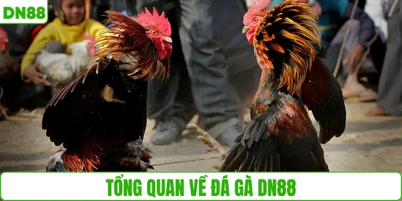 Tổng quan về đá gà DN88