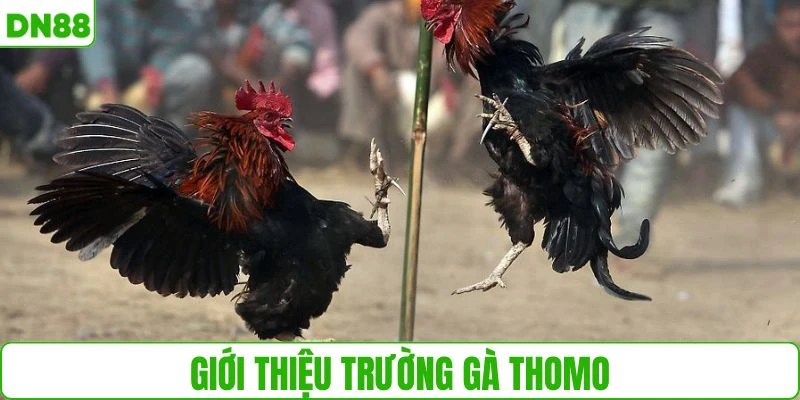 Trường gà Thomo thuộc địa phận Campuchia