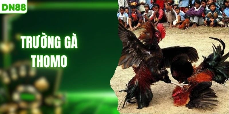Trường Gà Thomo - Sân Chọi Kê Nảy Lửa Tại Campuchia